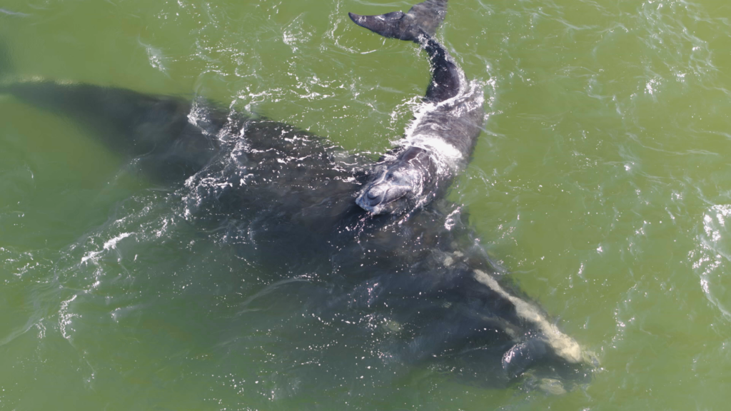 Last Of The Right Whales The Redford Center